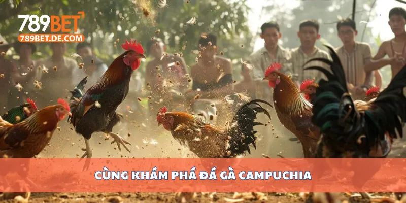 Cùng khám phá đá gà Campuchia