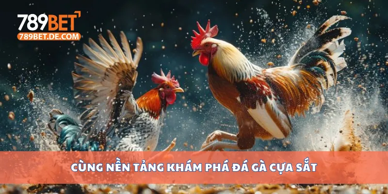 Cùng nền tảng khám phá đá gà cựa sắt