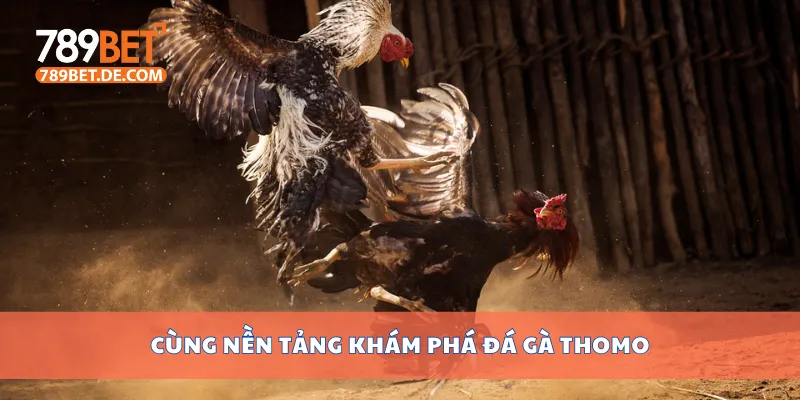 Cùng nền tảng khám phá đá gà Thomo Cùng nền tảng khám phá đá gà Thomo