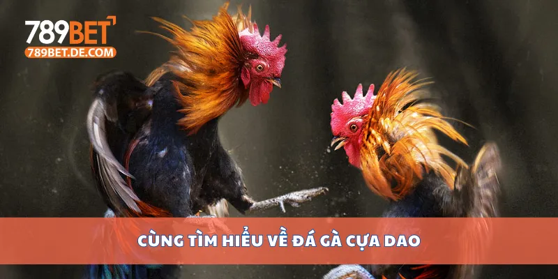 Cùng tìm hiểu về đá gà cựa dao Cùng tìm hiểu về đá gà cựa dao