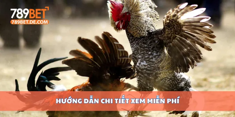 Hướng dẫn chi tiết xem miễn phí Hướng dẫn chi tiết xem miễn phí