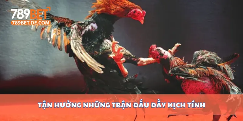 Tận hưởng những trận đấu đầy kịch tính Tận hưởng những trận đấu đầy kịch tính